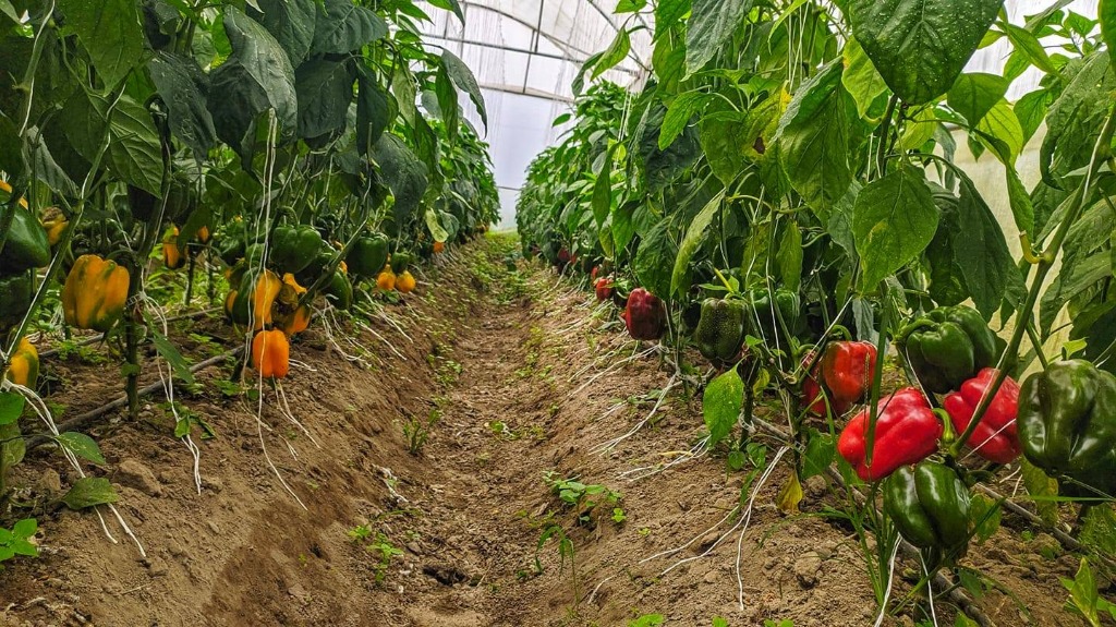 Organic Agro Farms - Palung – Tistung Agro Belt | Explore Daman & Palung Tourism