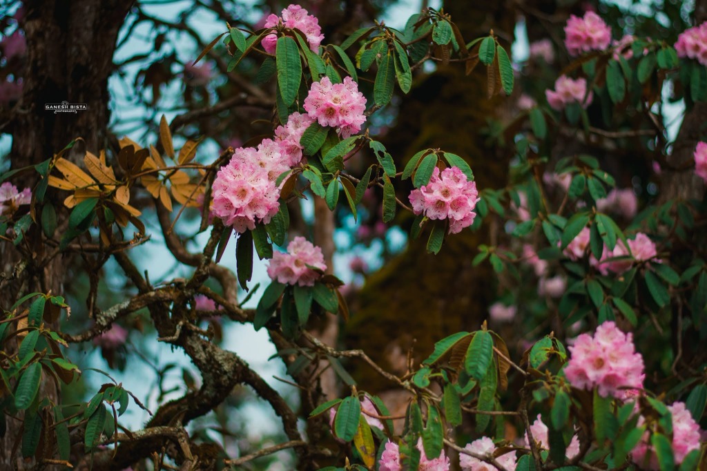 Rhododendron Sanctuary - Simbhanjyang – Daman Forest Reserve | Explore Daman & Palung Tourism