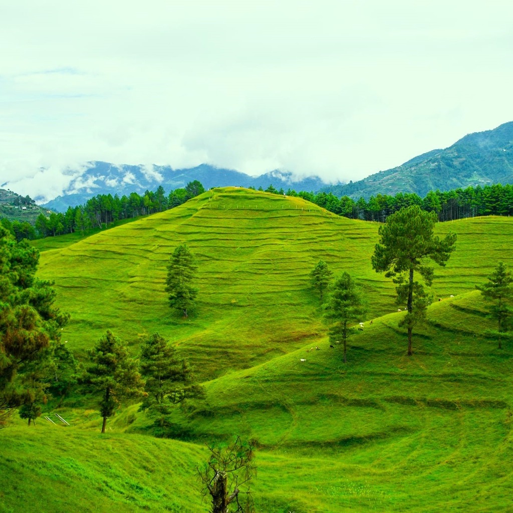 Veda Farm (Bheda Farm & Green Pastures) - Chitlang – Tistung – Palung Valley | Explore Daman & Palung Tourism